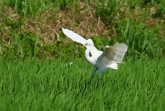 シュワッチュ着地