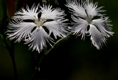 白い鳥のように