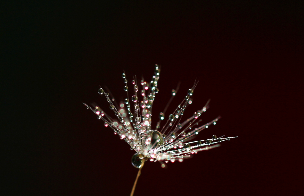 光の花