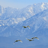 雪山と白鳥たち