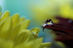 心海ＤＲＯＰＳ 8