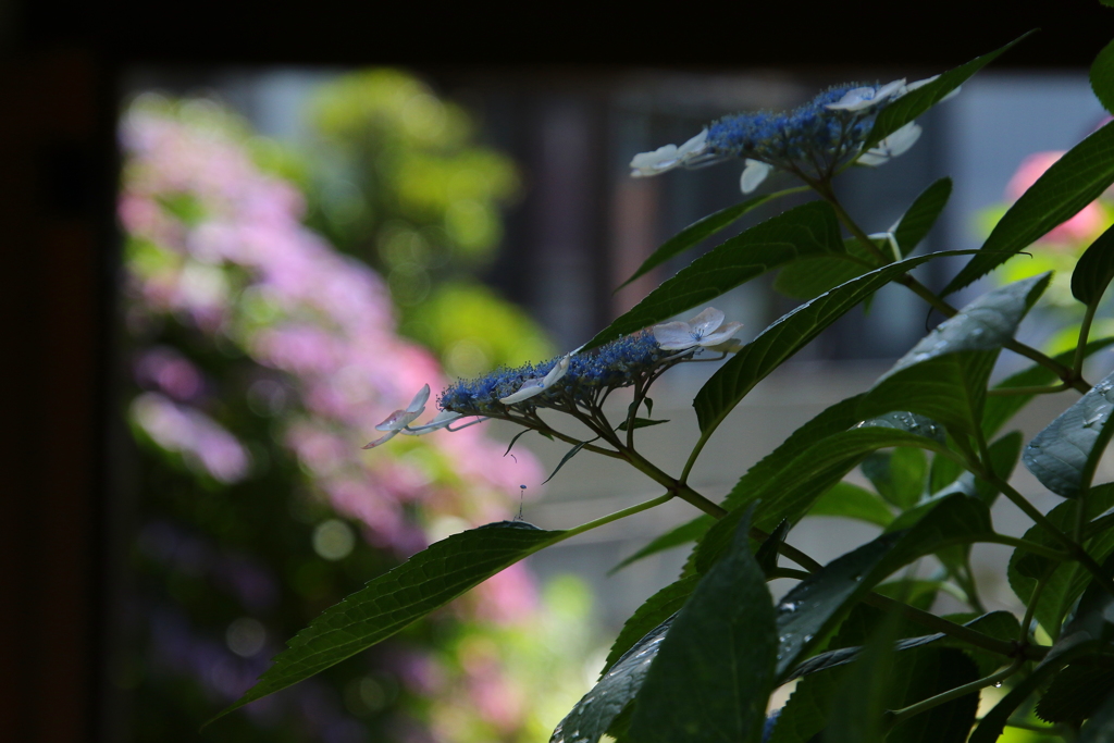 紫陽花