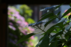 紫陽花