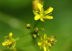 小さなシリーズ