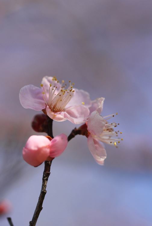 花びらゆれて
