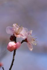 花びらゆれて