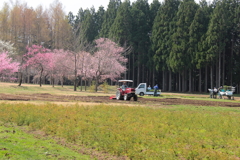 里山の春