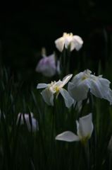 花菖蒲