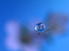 野の花も青空が好き