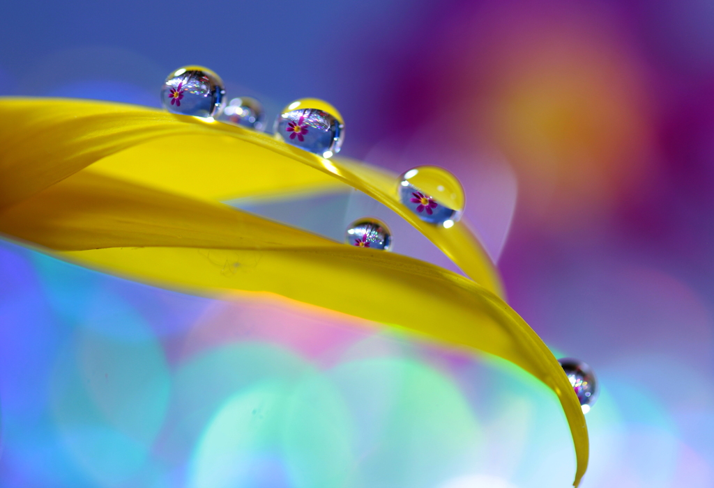 心海DROPS・・・花びらと戯れて