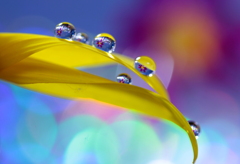 心海DROPS・・・花びらと戯れて