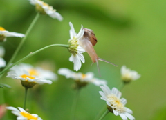 あの花ちゃんも可愛い（カタツムリ君…つぶやき）