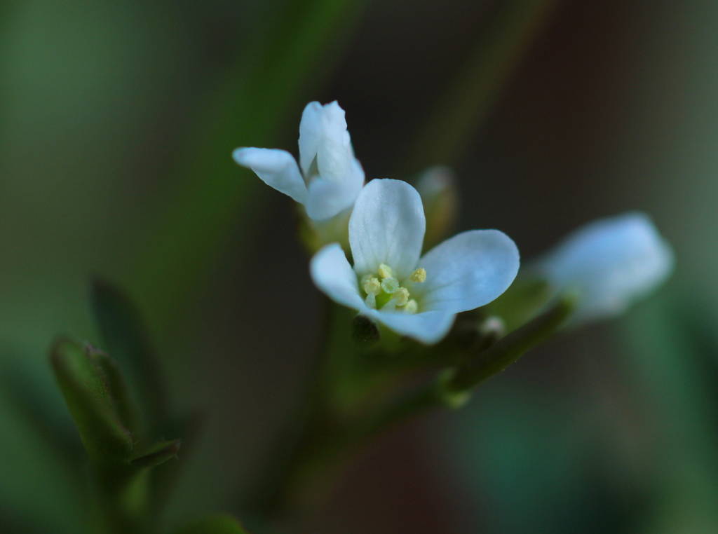 小さな白い花（ナズナかな？）