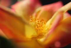 薔薇