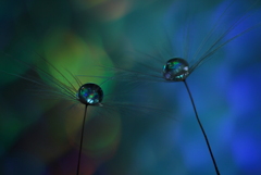 心海ＤＲＯＰＳ　61