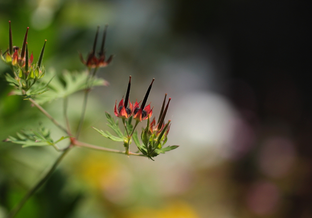 種になります。