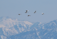 白鳥の舞う・・・山