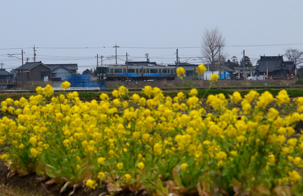 あいの風鉄道と菜の花畑