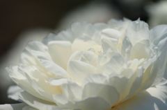 純白の羽のように