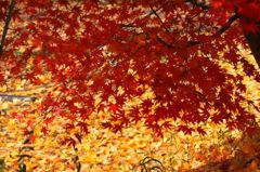 紅葉