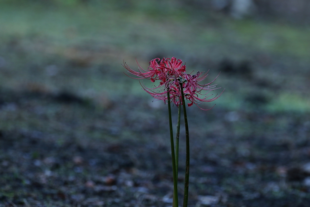 彼岸と此岸の間で咲く花