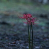 彼岸と此岸の間で咲く花