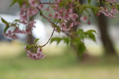 最終章…桜さくら～もう・・・終わりですか？