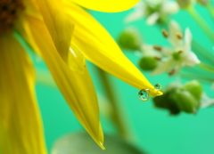 ドリップハート