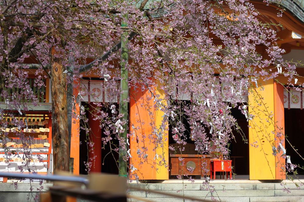 神社の枝垂桜