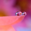 心海ＤＲＯＰＳ・・・