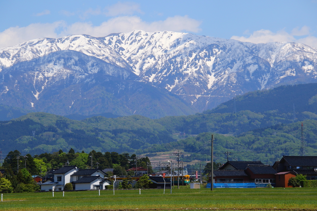 雪山と新緑