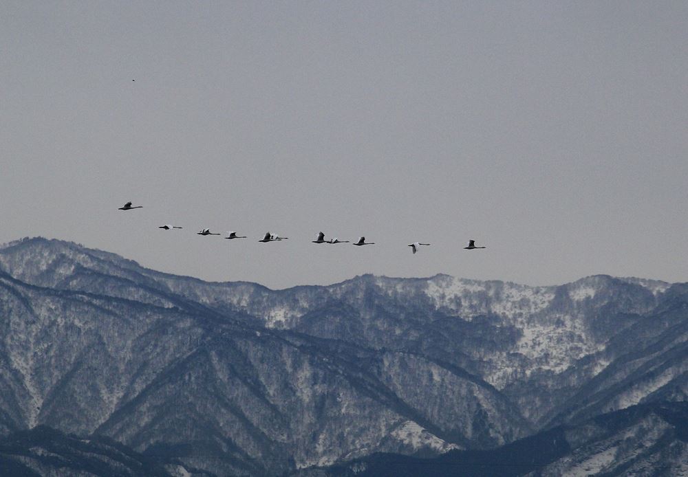 稜線に飛ぶ白鳥たち