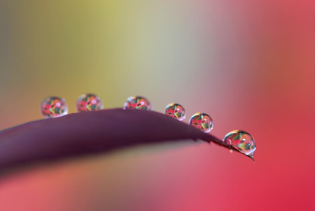 紅葉雫
