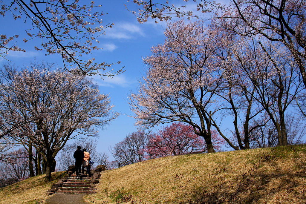 青空と桜