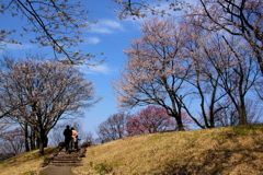 青空と桜