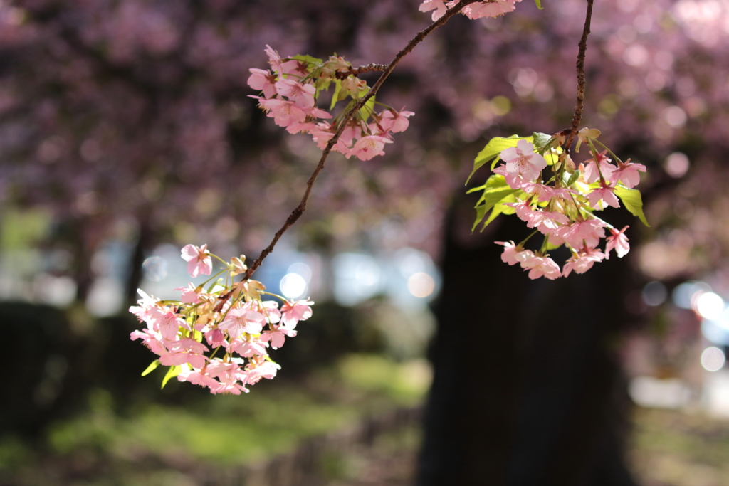 桜