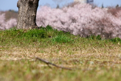 桜の木の下で・・・満開