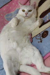 どうにでもして・・・・(=^・^=)♡