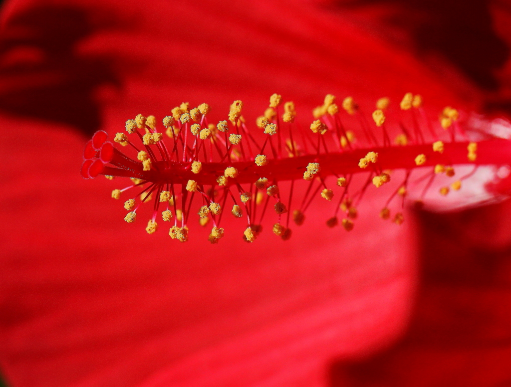 花芯