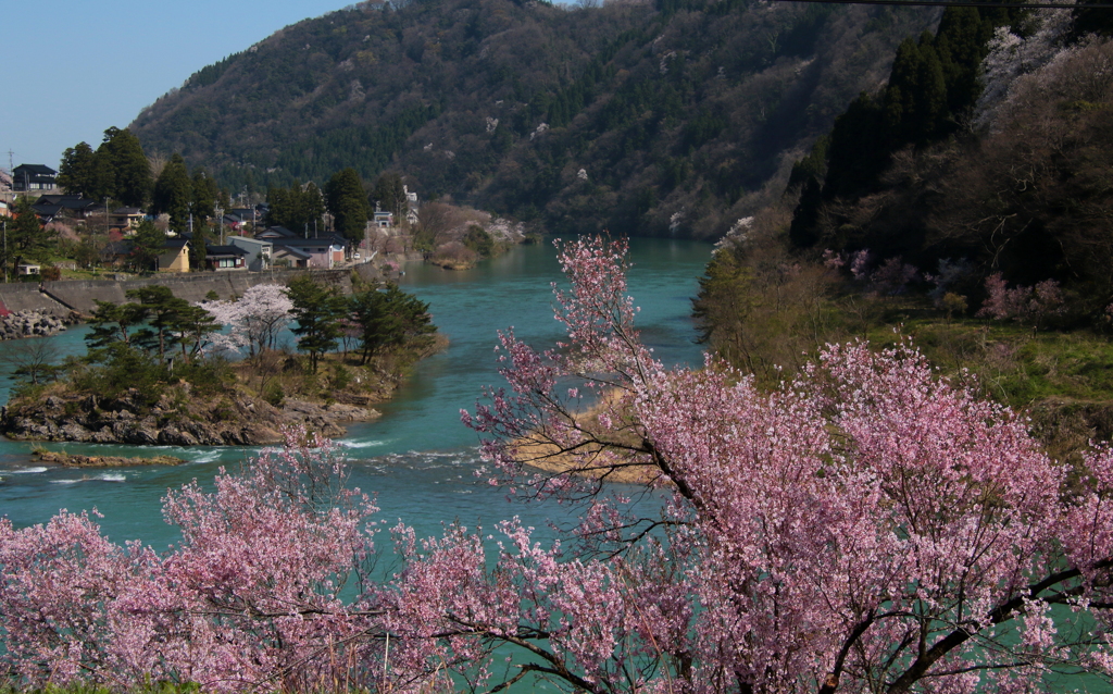満開桜