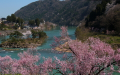 満開桜
