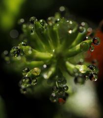 煌いて（朝露）