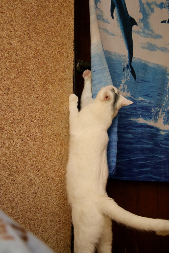 ここ、開けてください！