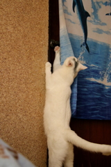 ここ、開けてください！