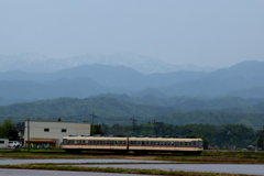 ダイコン君～♪　雨に煙る日