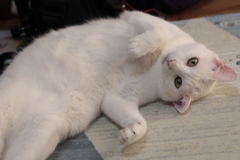 遊んで・・・ゴロンゴロン～♪