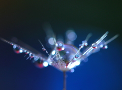 心海ＤＲＯＰＳ　48　（月光）
