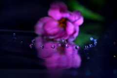 迷いの森