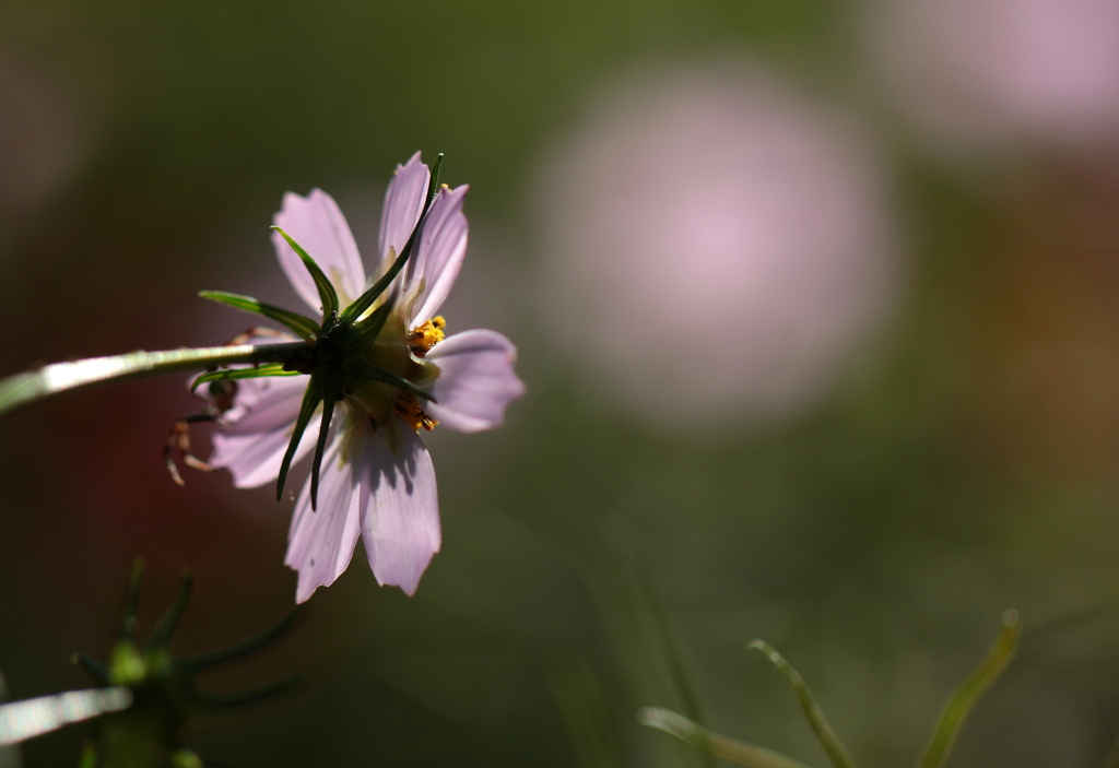 秋桜