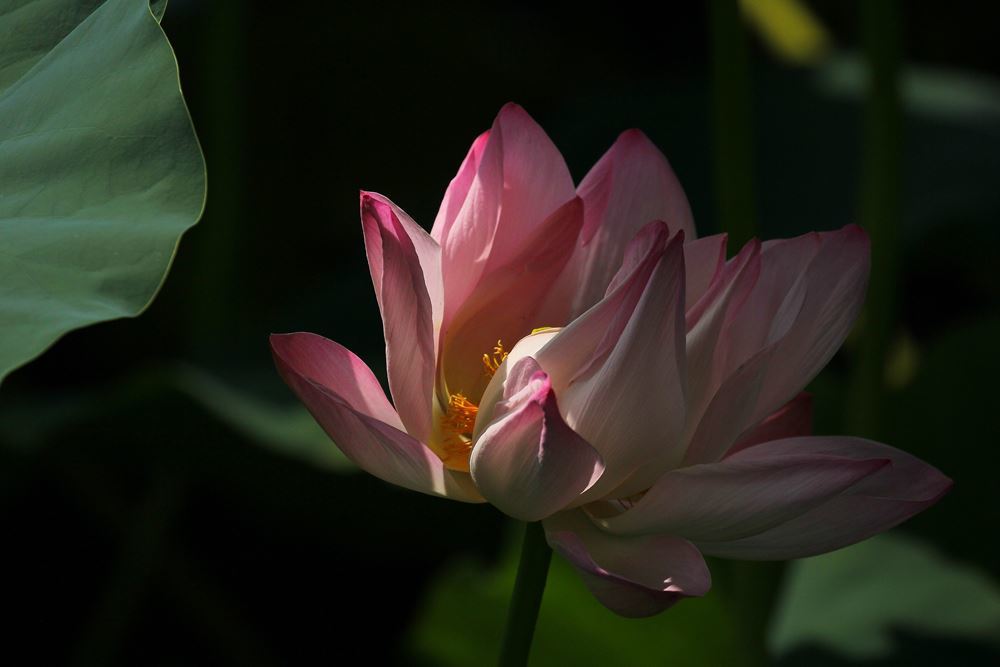 そっとしておいて